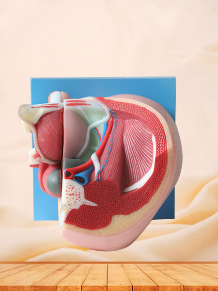 Median Sagittal Section of Male Pelvic Soft Silicone Anatomy Model