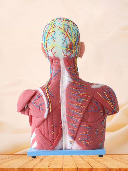 Median Vascular And Nerves Of Head, Neck And Prethoracic Soft Silicone Anatomy Model