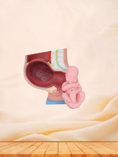 Pelvic With 9 Months Fetus Anatomical Model