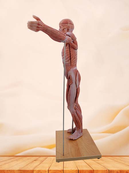 80cm Torso Anatomy Model