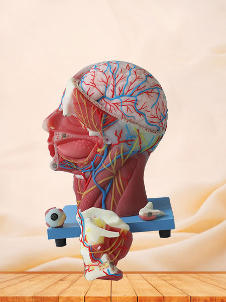 Superficial, Median And Deep Arteries, Veins, Vascular And Nerves Of Head And Face Soft Silicone Anatomy Model