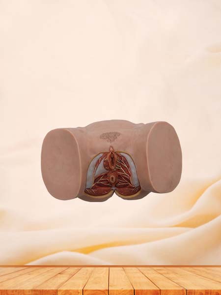 Female Perineum Simulation Model