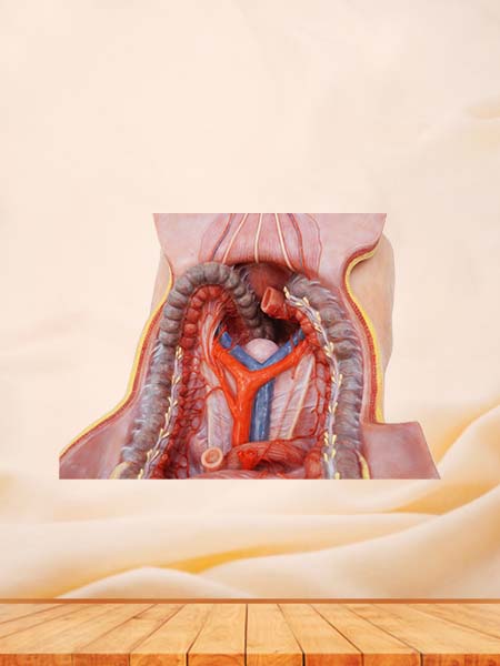 Inferior Mesenteric Artery Simulation Anatomy Model