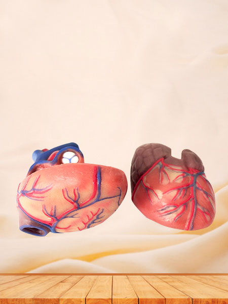 Human Soft Silicone Normal Heart Anatomy Model