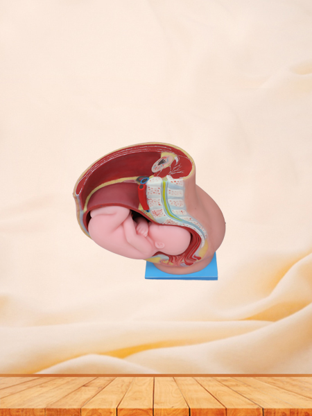 Pelvic With 9 Months Fetus Anatomical Model