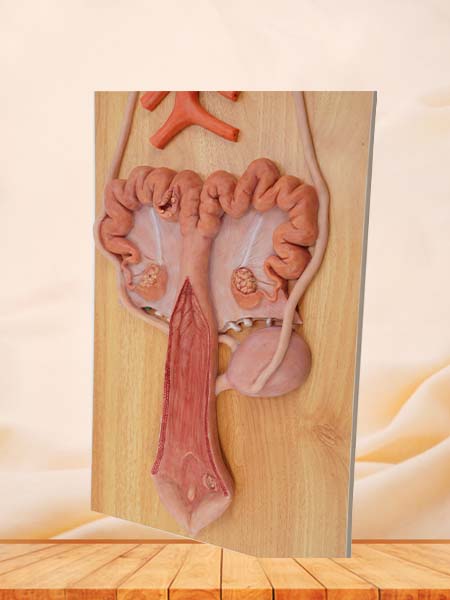 Sow Urinary System Model