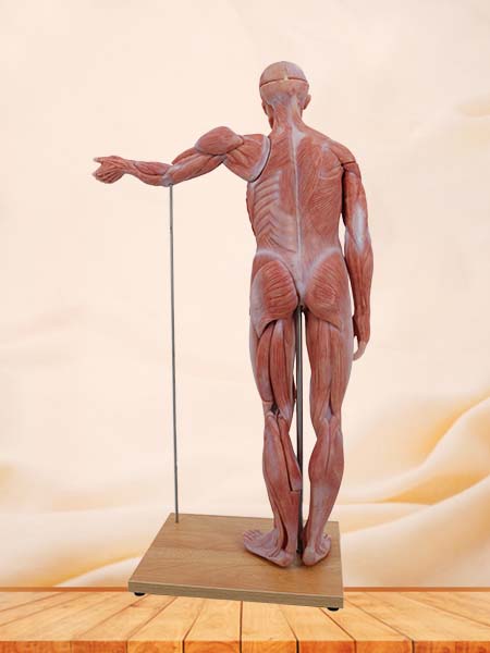 80cm Torso Anatomy Model