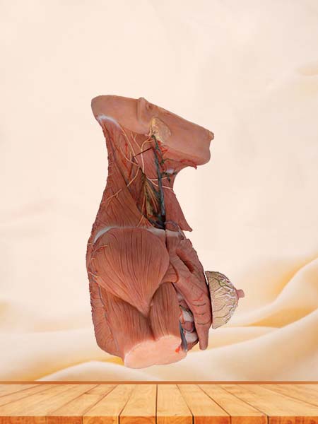 Flow of Breast, Axillary, Neck Lymph Silicone Model