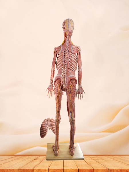 High Simulation Human Body Model