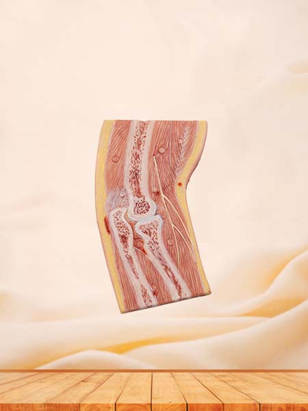 Soft Simulated Section of Elbow Joint Anatomy Model