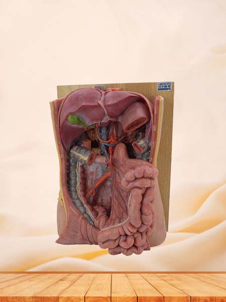 Soft Simulated Superior Mesenteric Artery Model