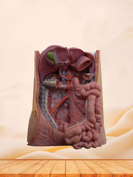 Soft Simulated Superior Mesenteric Artery Model