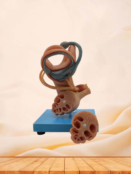 Eardrum, Ossicles, Inner Ear Anatomy Model