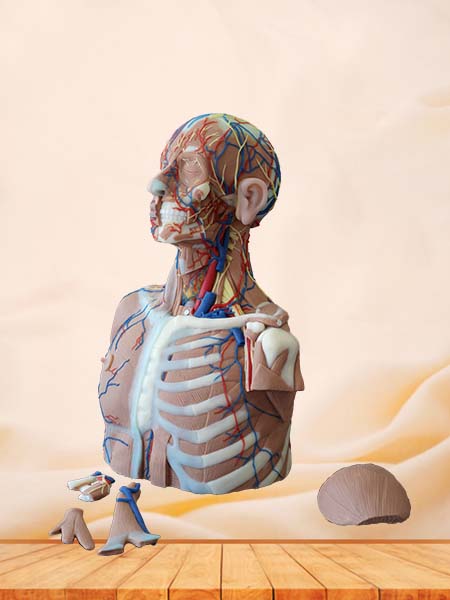 Head, Neck and Chest Anatomy Model