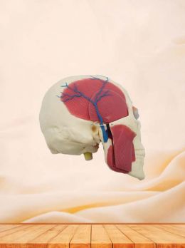 Soft Human Body Anatomy Model