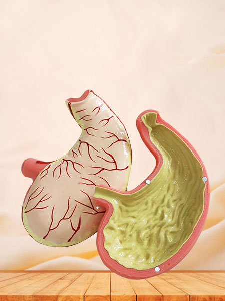 Stomach Muscle Anatomy Model