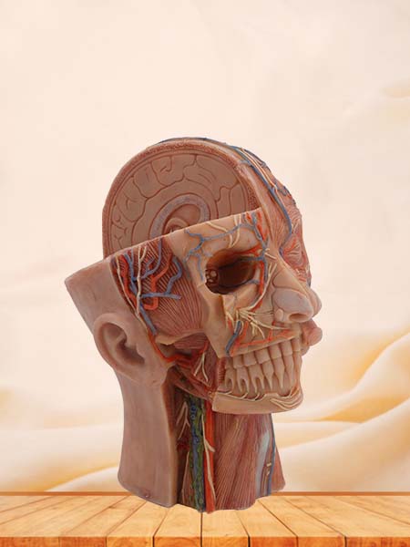 Superficial, Middle and Deep Anatomy of Head Simulation Model