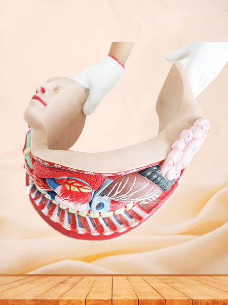 Sympathetic Nerve Soft Silicone Anatomy Model