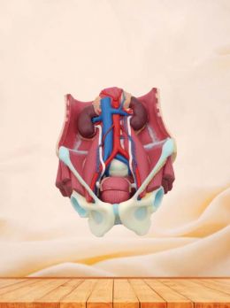 Superficial, Median And Deep Arteries, Veins, Vascular And Nerves Of Head And Face Soft Silicone Anatomy Model