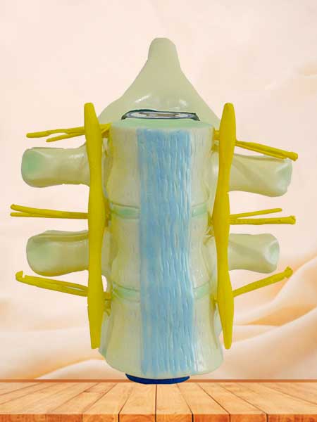 Spinal cord anatomy model