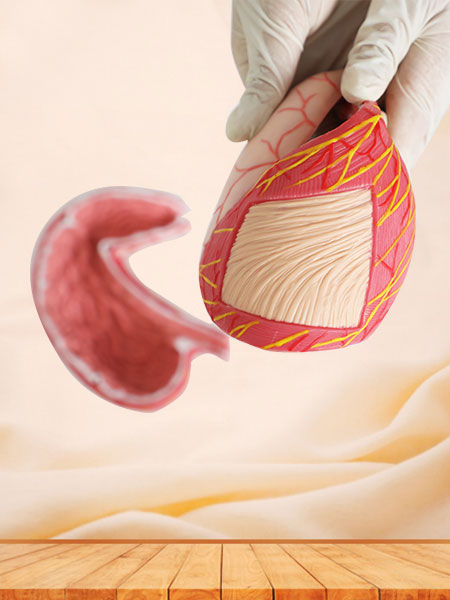 Stomach Soft Silicone Anatomy Model