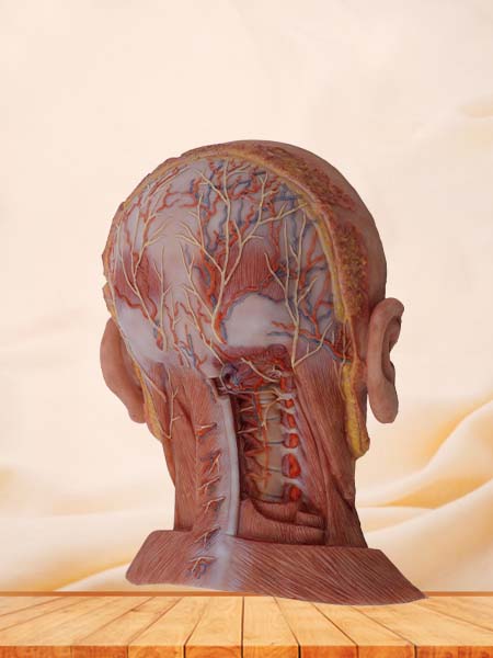 Suboccipital Triangle Model of Anatomy