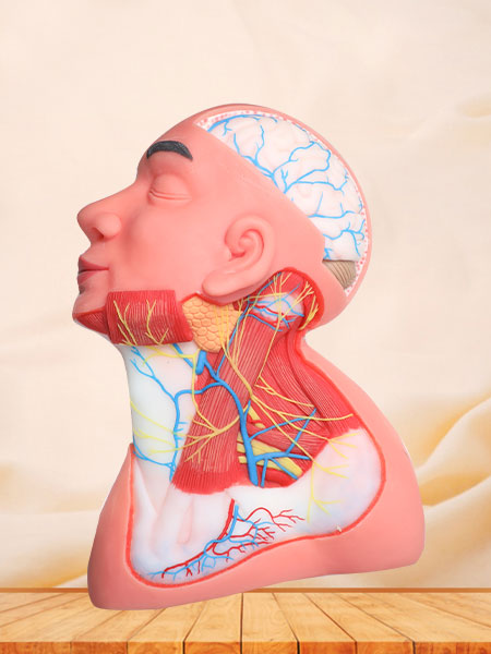 Superficial Arteries and Nerves of Head and Neck Anatomy Model