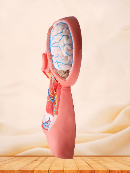 Superficial Arteries and Nerves of Head and Neck Anatomy Model