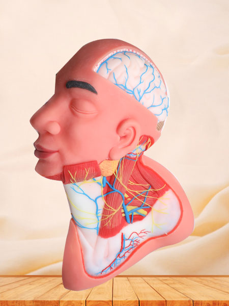 Superficial Arteries and Nerves of Head and Neck Anatomy Model