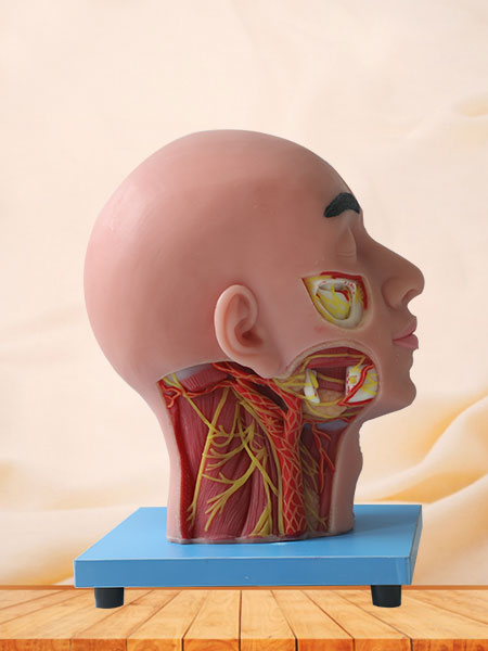 Superficial, Medial And Deep Arteries, Veins, Vascular And Nerves Of Human Head And Face Anatomy Model