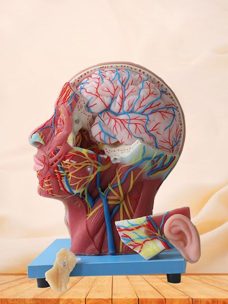 Superficial, Medial And Deep Arteries, Veins, Vascular And Nerves Of Human Head And Face Anatomy Model