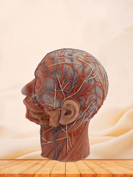 Superficial, Middle and Deep Anatomy of Head Simulation Model