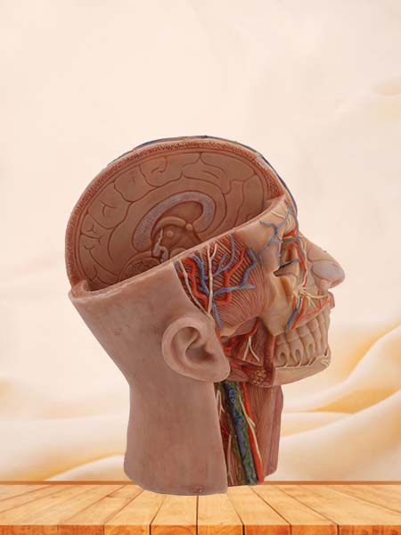 Superficial, Middle and Deep Anatomy of Head Simulation Model