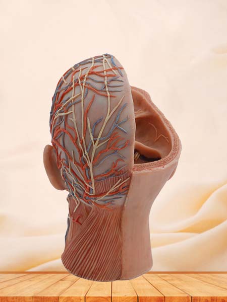 Superficial, Middle and Deep Anatomy of Head Simulation Model