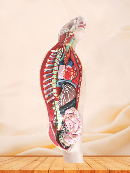 Sympathetic Nerve Soft Silicone Anatomy Model