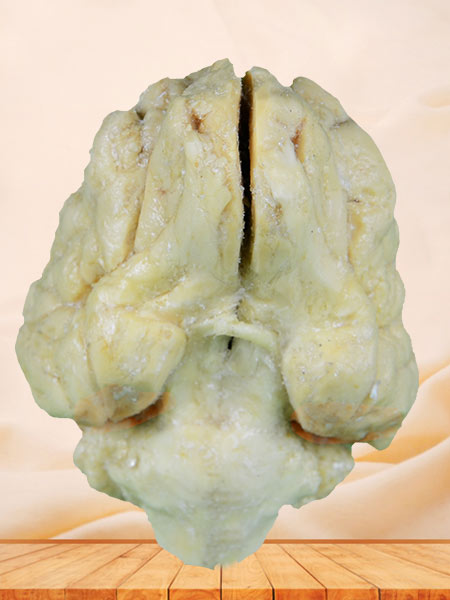 Brain of pig plastinated specimen