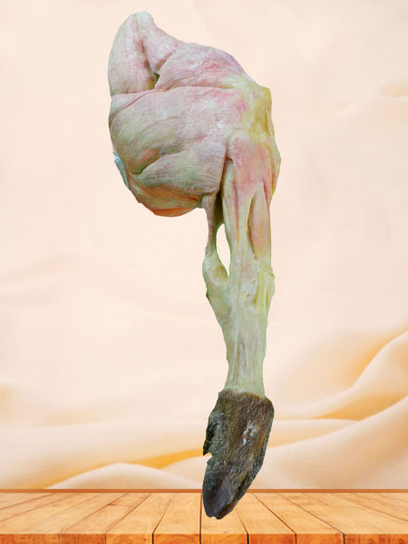 The hind leg muscle of pig plastination specimen