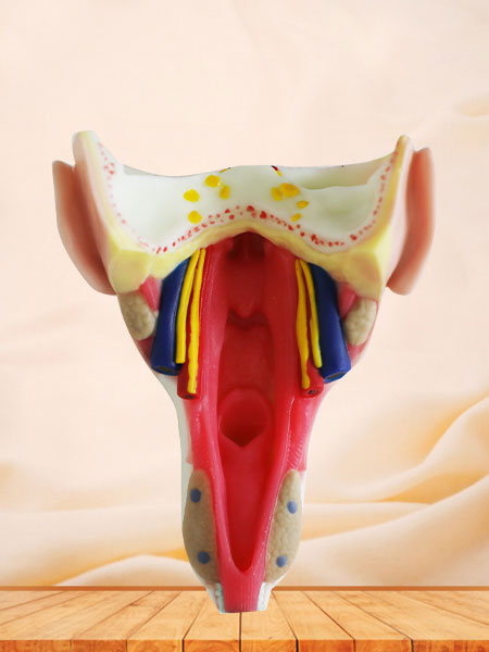 Throat Wall Muscle Soft Silicone Anatomy Model