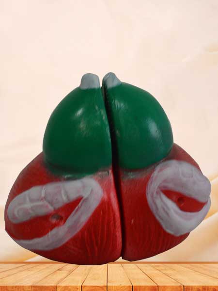 Urinary bladder and prostate anatomy model