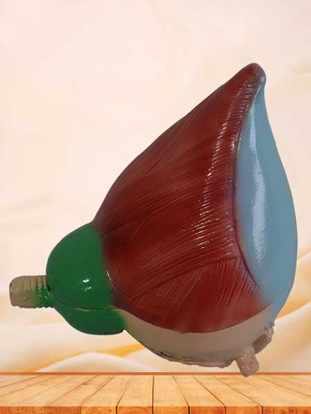 Urinary bladder and prostate model