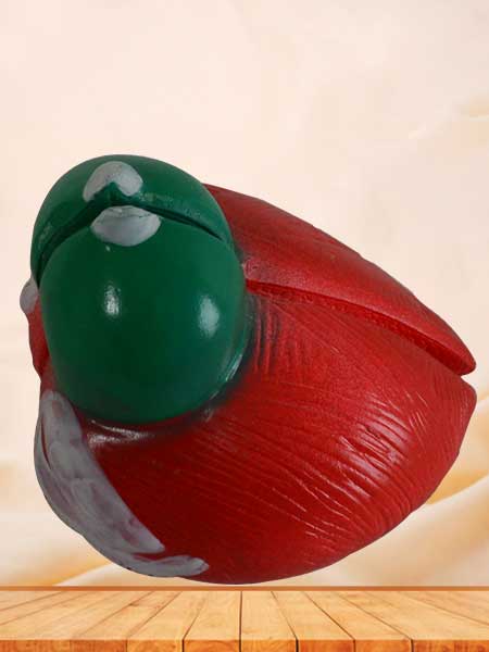 Urinary bladder and prostate anatomy model