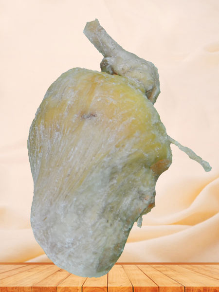 Urinary bladder of pig plastinated specimen