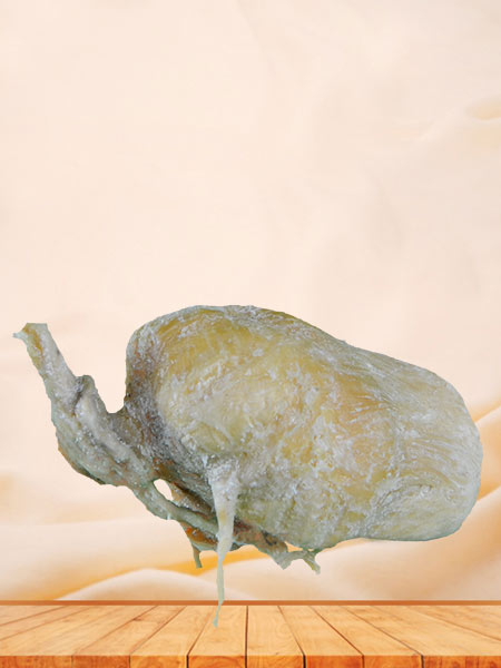 Urinary bladder of pig plastinated specimen