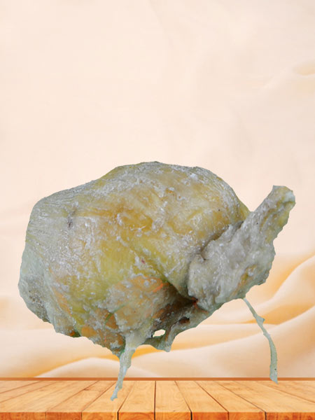 Urinary bladder of pig plastinated specimen