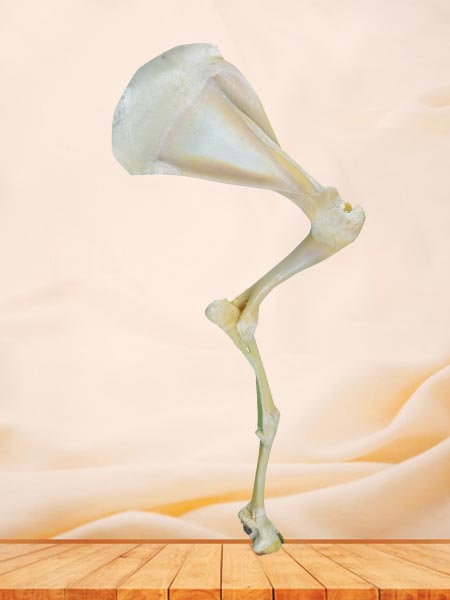 Anterior limb joint of sheep plastinated specimen