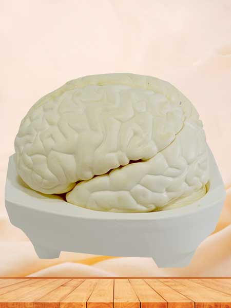 Human brain anatomy model