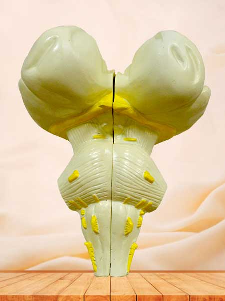 Brain stem sagittal section model