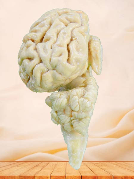 Brain hemisphere of cattle plastinated specimen