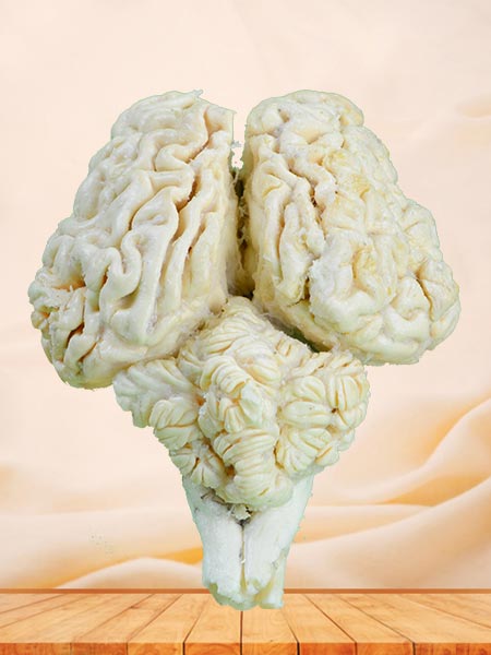 Brain of cattle plastinated specimen