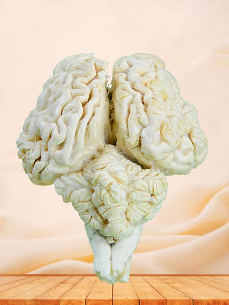 Brain of cattle plastinated specimen